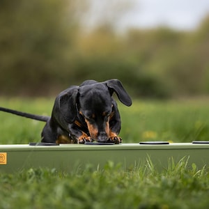 Dog Training Scent Pots | Scent Work