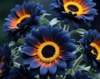 Exotic Rare Sunflower Seeds Heirloom Non GMO Garden Blooms