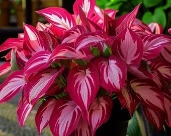 305+ Hosta Seeds Collection Variegated Blue Shade Perennial