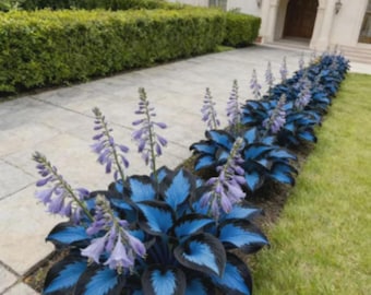 Rare Midnight Blue Heart Hosta seeds Shade Garden Plant