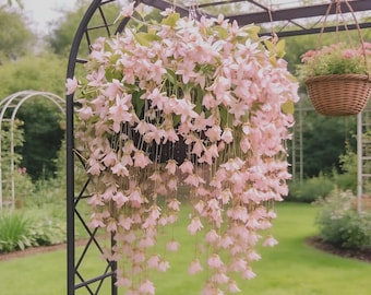 Weeping Jasmine seeds Fragrant Climbing Vine Garden Plant