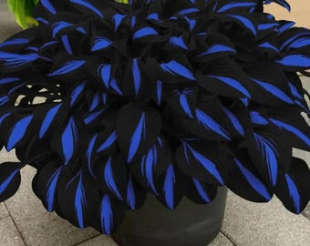 330+ Black Blue Rare Hosta Seeds Shade Perennial