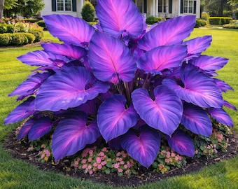 199 Mixed Color Elephant Ear Seeds Large Leaf Tropical Foliage Garden Plant