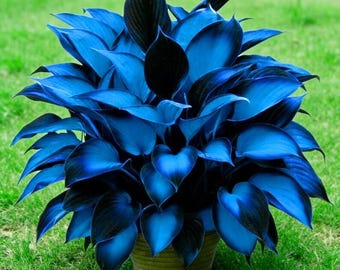 200+ Hosta Seeds – Shade Perennial