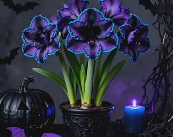 Blue Amaryllis Seeds Exotic Blooming Garden Flower Perennial