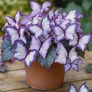 May include: A potted plant with distinctive butterfly-shaped leaves. The leaves are white with purple edges and veins, resembling butterfly wings. The plant sits in a brown terracotta pot. The leaves are surrounded by dark green foliage.