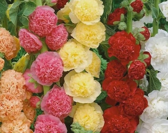 120 Hollyhock Seeds Carnival Mix Giant Double Flowers