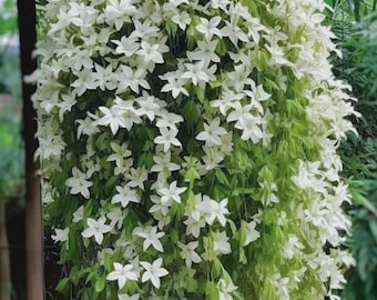 100 Climbing Jasmine Seeds Evergreen Fragrant Flower Plant