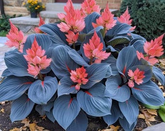 Hosta Bare Root Seeds – Shade Perennial
