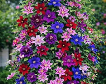100Pcs Climbing Clematis Vine Seeds Mix Color Large Bloom Perennial Flower Seeds