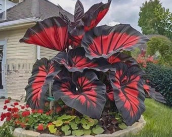 100 Caladium Seeds Rare Ornamental Shade Garden Plant