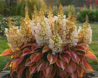 White Red Hosta Seeds Rare Shade Perennial Garden Plant
