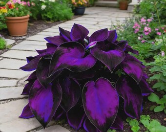 280+ Mixed Hosta Seeds Rare Perennial Shade Garden Plants