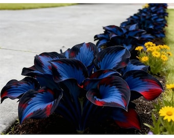 Midnight Blue Hosta Seeds – Ornamental Shade Garden Plant, Non-GMO Perennial Foliage