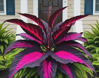 305+ Mixed Hosta seeds, Shade Perennial