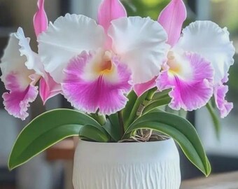 25 White Jasmine Bonsai Tree Seeds – Fragrant Garden Plant