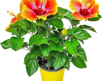 Fiesta Hibiscus Seeds Tropical Flowering Plant Garden