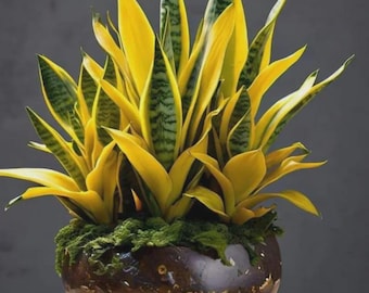 Golden Hahnii Snake Plant Seeds Sansevieria Birds Nest