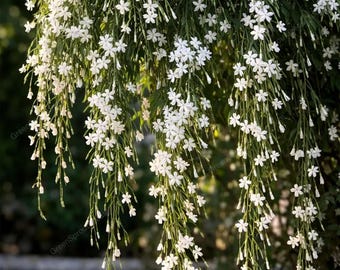 Weeping Jasmine Seeds Rare Fragrant Climbing Vine Garden Ornament