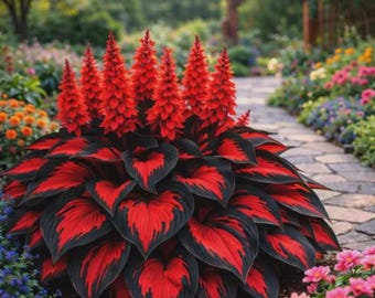 Red Black Hosta Seeds – Rare Shade Perennial