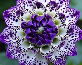 Purple White Starry Petunia Flower Seeds Garden