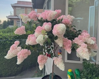 Pink White Hydrangea Seeds Cone Bloom Garden Flower Plant