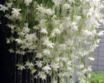 400+ Climbing Weeping Jasmine Seeds Fragrant Garden Balcony Trellis