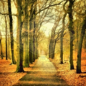 Könnte beinhalten: Ein langer, gewundener Weg durch einen Wald mit goldenen Blättern. Der Weg ist auf beiden Seiten von Bäumen gesäumt, und die Sonne scheint durch die Äste. Die Blätter auf dem Boden sind eine Mischung aus Gelb, Orange und Braun.