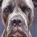 see more listings in the Pet and Animal Portraits section