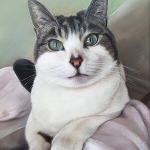 K&ouml;nnte beinhalten: Eine wei&szlig;-graue Tabby-Katze mit gr&uuml;nen Augen liegt auf einer rosa Decke. Die Katze schaut direkt auf den Betrachter.
