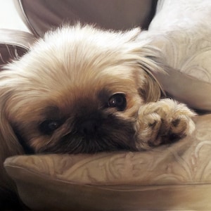 Miniature Custom PORTRAIT - Pet Portrait - Miniature Oil Portrait- Custom Small Painting - Mini Oil Paintings