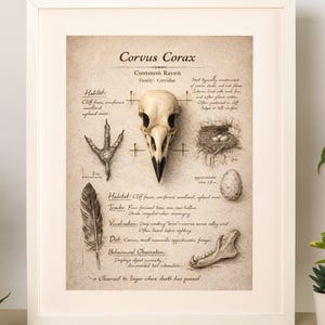 Könnte beinhalten: Ein gerahmter Druck mit einer detaillierten Illustration der Anatomie eines Raben, einschließlich Schädel, Fußabdruck, Feder, Nest und Ei. Der Text lautet "Corvus Corax, Common Raven". Das Kunstwerk wird auf hellem Hintergrund gezeigt.