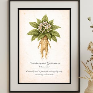 Peut inclure: Impression botanique encadrée d'une Mandragora Officinarum, ou mandragore. L'illustration détaillée montre la plante avec des feuilles vertes, des fleurs blanches et une racine ressemblant à une petite figurine. Le texte décrit son utilisation en potions.