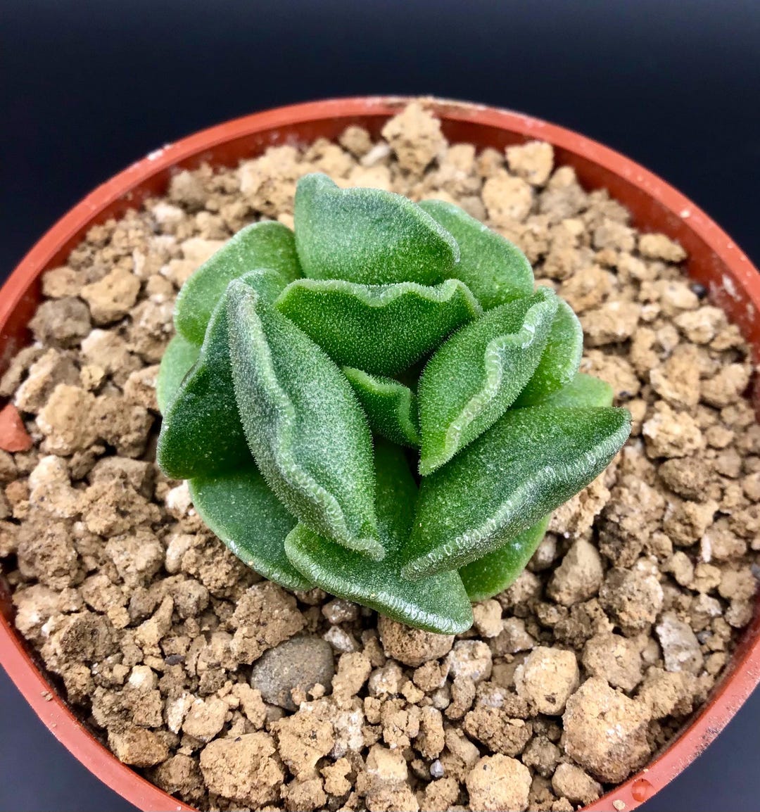 Adromischus Cristatus Crinkle Leaf Rare Succulent Live Plant - Etsy