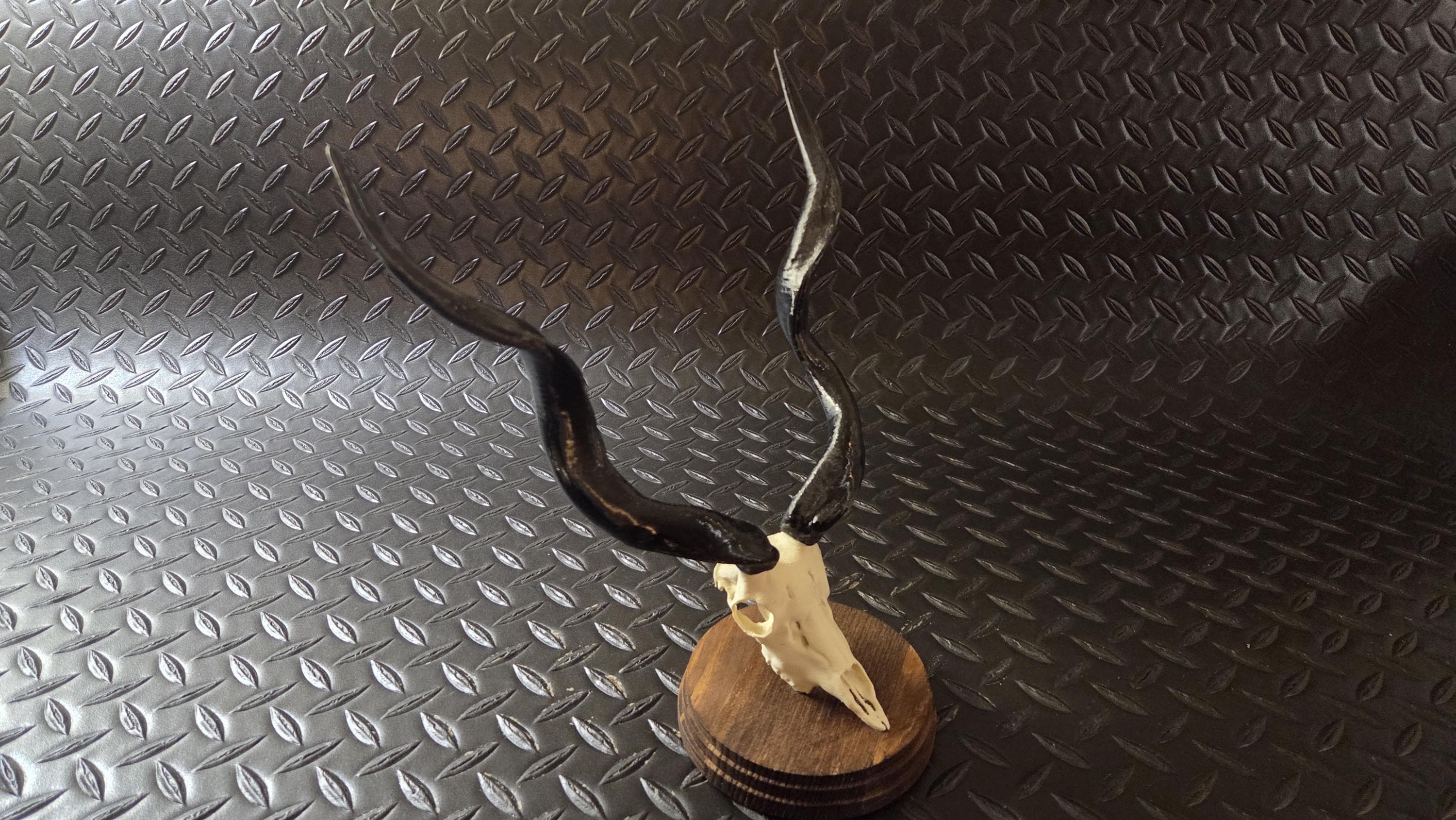 African Kudu Horn - Etsy