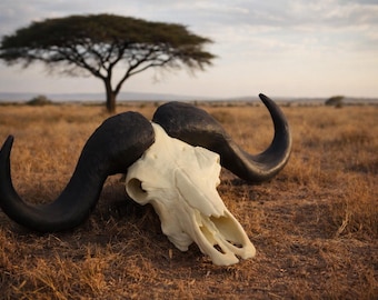 3D Printed Cape Buffalo Skull 1/4 Size