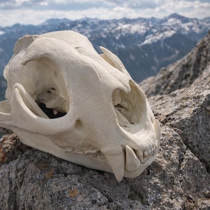 May include: A weathered, off-white animal skull rests on a rocky surface, with a mountain range in the background. The skull's features, including eye sockets and teeth, are clearly visible. The scene evokes a sense of nature and the outdoors.