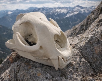 Life Size 3D Printed Mountain Lion Skull