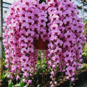 May include: A hanging basket overflowing with vibrant pink orchids. The cascading flowers have a deep red center, creating a striking contrast. The plant is suspended from a dark structure, with green foliage visible above the blooms.