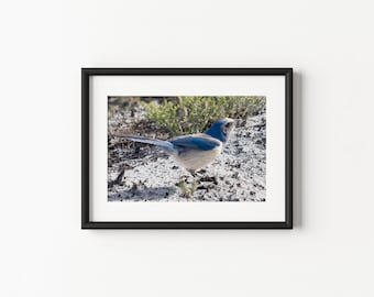 Florida scrub-jay Poster encadré en papier mat | Art mural Floride | Photographie d'oiseaux | Décoration pour la maison et le bureau