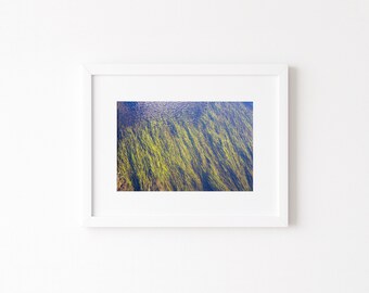 Poster papier mat encadré Florida Tape Grass | Art mural Floride | Photographie de plantes | Décoration pour la maison et le bureau