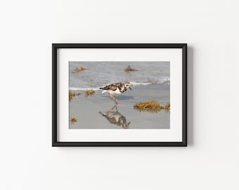 Poster encadré en papier mat de Tournepierre à collier | Art mural côtier | Photographie de paysage marin | Décoration pour la maison et le bureau