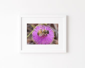 Abeille mimosa | Poster encadré en papier mat | Art mural végétal | Photographie botanique | Photographie d'abeille