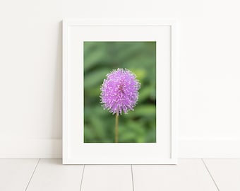 Poster encadré en papier mat Mimosa soleil | Art mural végétal indigène de Floride | Photographie botanique | Décoration pour la maison et le bureau