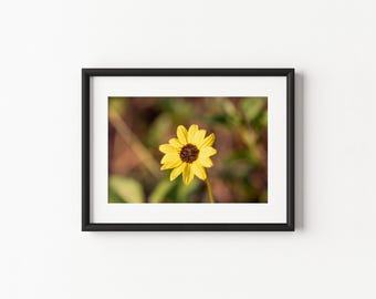 Tournesol des dunes | Poster ou toile en papier sans cadre / encadré | Art mural végétal indigène de Floride | Photographie de fleurs