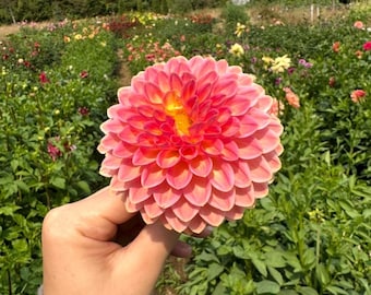 Surprise Dahlia Tubers Mix, Rare,Unique Variated Petals, Family Farm