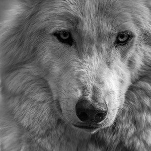 Wolf photography. Arctic wolf photo print. Nature wildlife photograph of white wolf snarl. Man cave wall decor. Wolf close up wall art decor