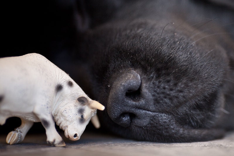 Newfoundland Dogs Kids Room wall Art Childrens Room Art | Etsy
