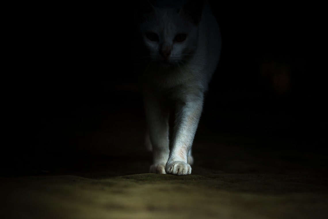 White Cat in Dark Shadows Photography. Spooky Gothic Photo Art Etsy