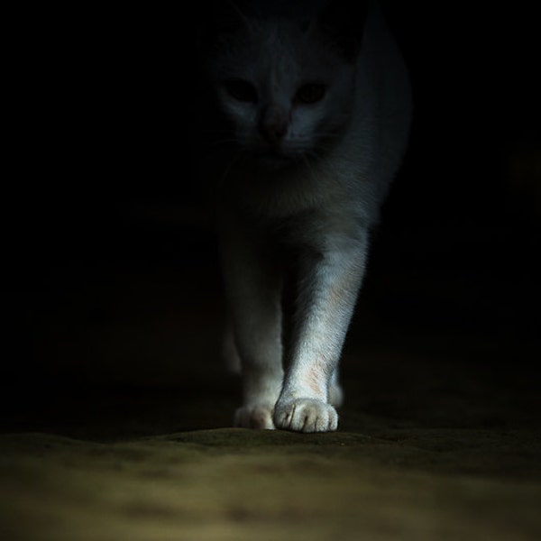 Fotografía de gato blanco en sombras oscuras. Espeluznante impresión de arte fotográfico gótico. Fotografía de la pata de gato. Decoración del hogar surrealista y espeluznante arte de pared. Dormitorio adolescente